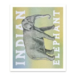 Indian Elephant Riso Print (12x10)