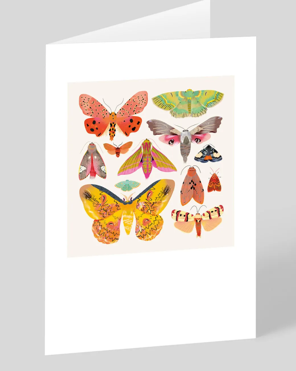 Moths and Butterflies Greeting Card | Ohh Deer