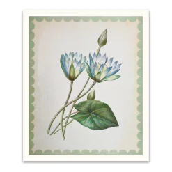 Nymphaea-Caerulea Riso Print (12x10)
