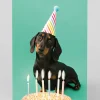 Personalised Scout Party Hat Birthday Card | Ohh Deer