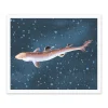 Spiny Dogfish Riso Print (12x10)